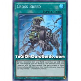 Cross Breed (Rare)